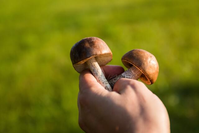 j-f-pix-mushrooms-454166