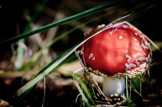 j-pix-fly-agaric-red-268197