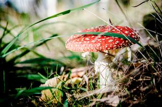 j-pix-fly-agaric-red-268214