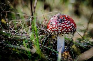 j-pix-fly-agaric-red-268215