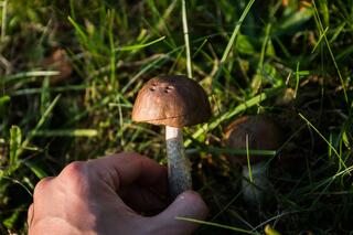 j-pix-mushrooms-454157