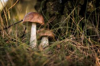 j-pix-mushrooms-454158