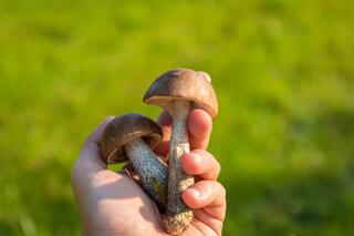 j-pix-mushrooms-454168