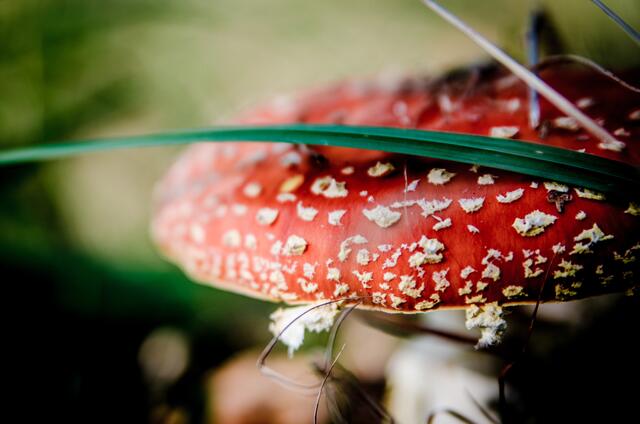 j-f-pix-fly-agaric-red-268210