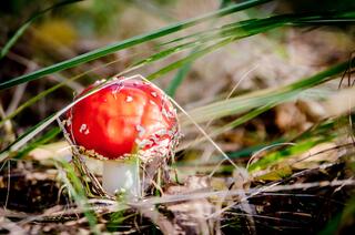 j-pix-fly-agaric-red-268199