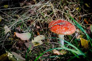 j-pix-fly-agaric-red-268209