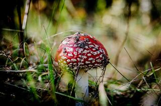 j-pix-fly-agaric-red-268220