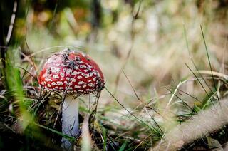 j-pix-fly-agaric-red-268229