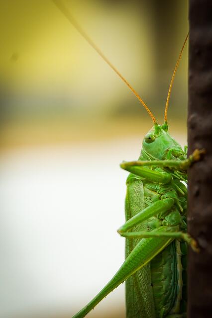 j-pix-grasshopper-427944