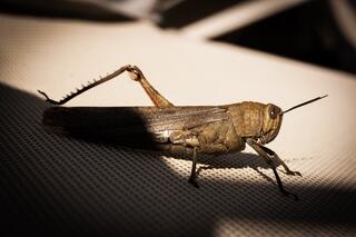j-pix-grasshopper-497930