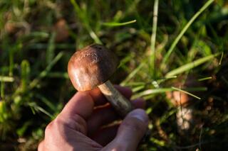 j-pix-mushrooms-454159