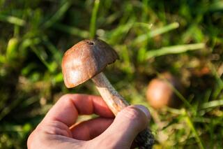 j-pix-mushrooms-454161