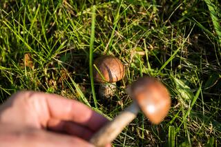 j-pix-mushrooms-454165