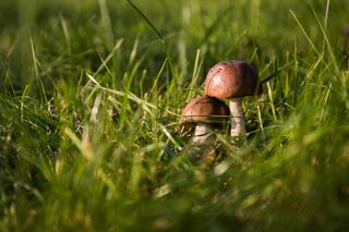 j-pix-mushrooms-454172