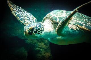 j-pix-sea-turtle-427942