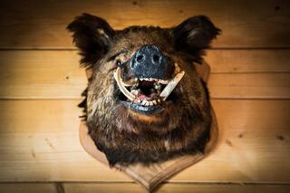 j-pix-the-head-of-the-boar-436505